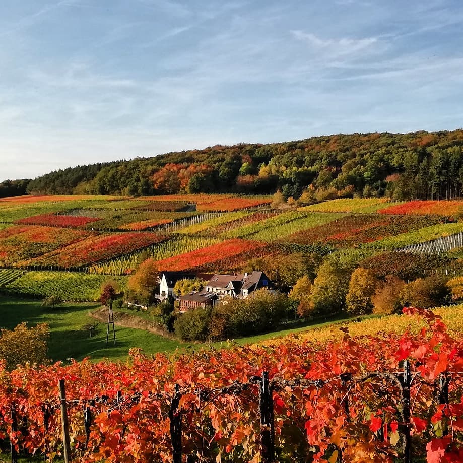 Colors of Fall // Herbst in den Weinbergen